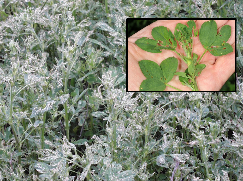 Severe alfalfa weevil feeding damage on alfalfa.